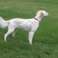 nena es un perro de caza inglish setter, pero la tenemos como mascota, muy cariñosa tanto con nosotros como con nuestros nietos